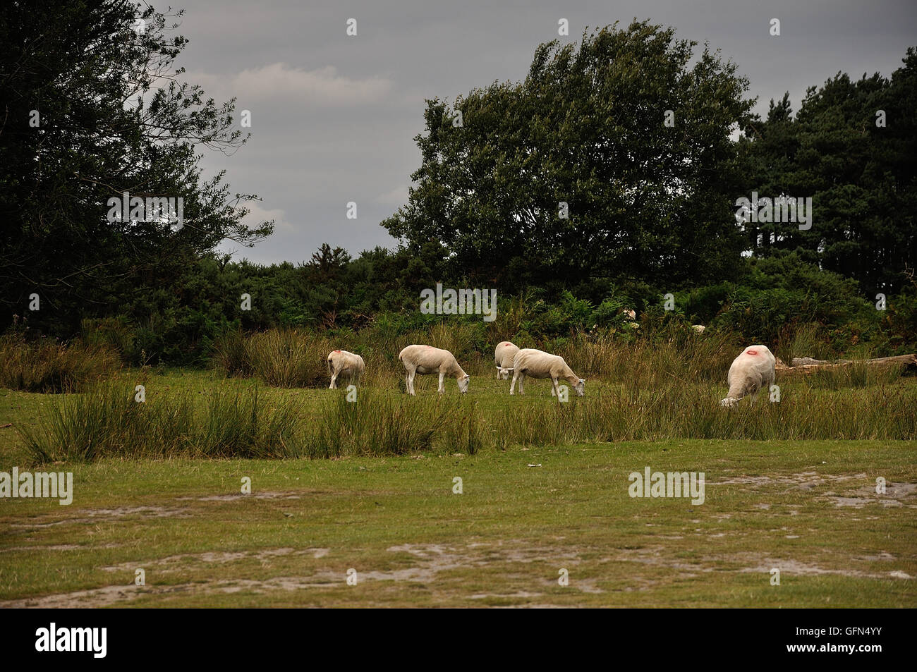 Sheep on the ashdown  forest east sussex Stock Photo