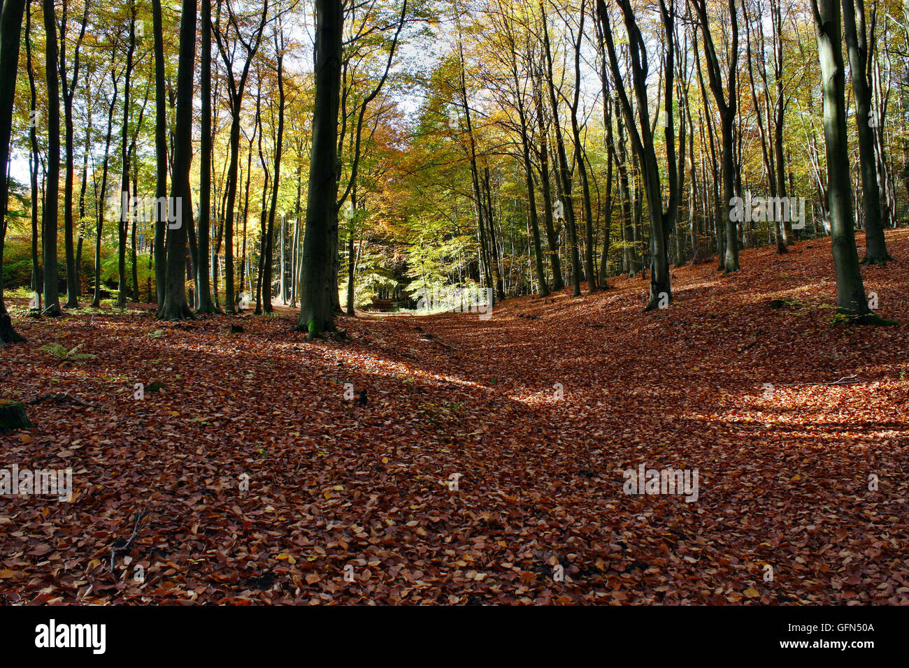 Landscape autumn in the forest Stock Photo - Alamy