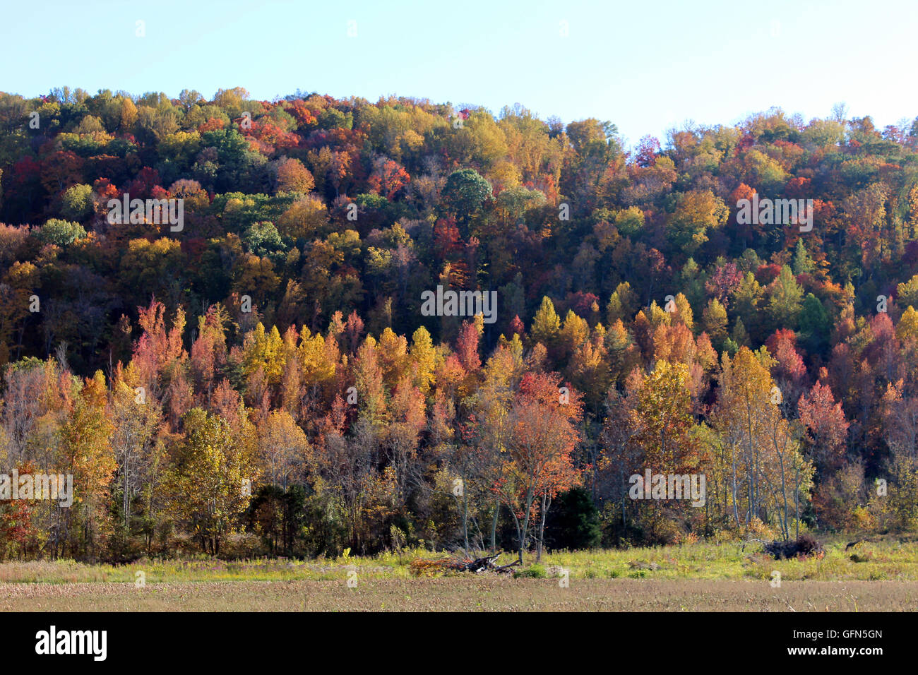 Fall colors in TN Stock Photo Alamy