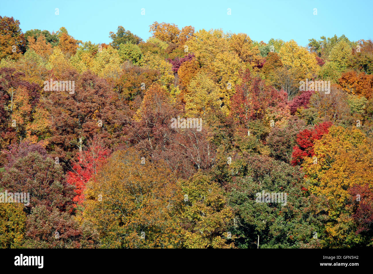 Fall colors in TN Stock Photo Alamy