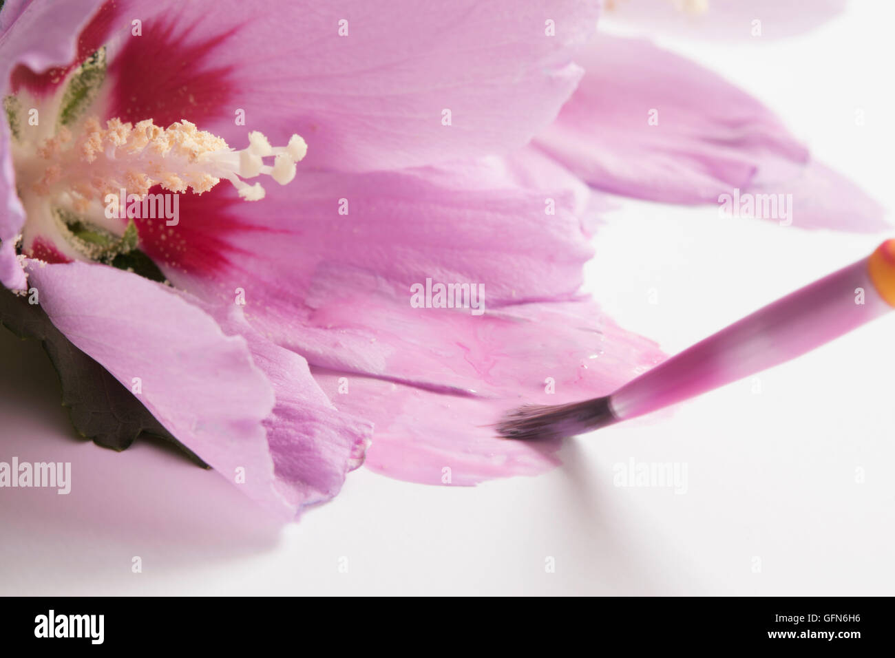 painting pink flowers Stock Photo