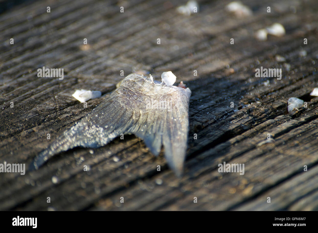 The remains of a fish, likely used as bait, on a pier Stock Photo