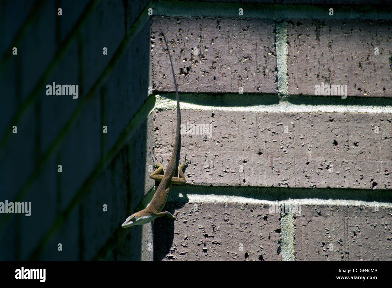 A small lizard clinging on the side of a building Stock Photo