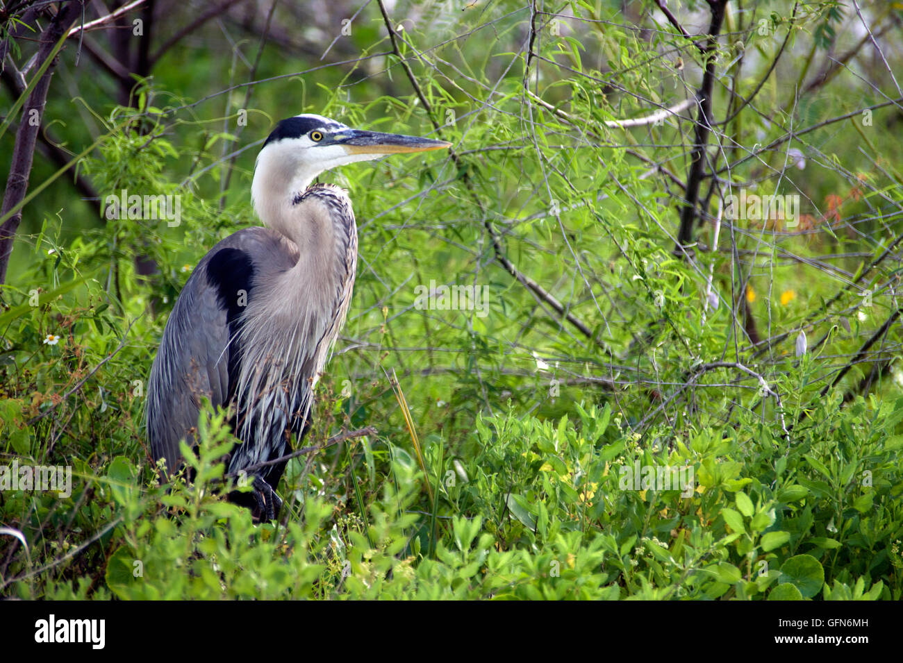 A heron resting in vegetation by a beach. Stock Photo