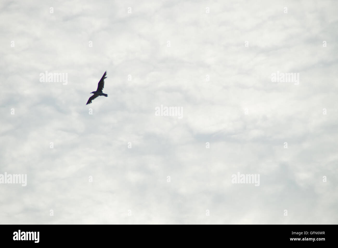bird in flight, during mid to late afternoon Stock Photo