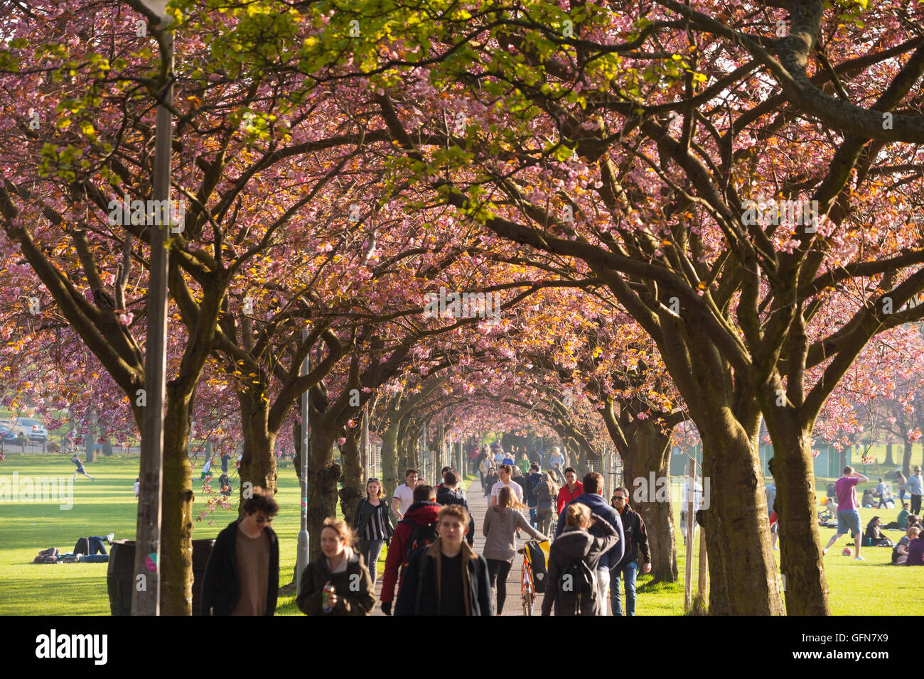 value 9 cherry tree park edinburgh edinburgh stock photos edinburgh stock images alamy value 9 cherry tree park edinburgh edinburgh stock photos edinburgh stock images alamy