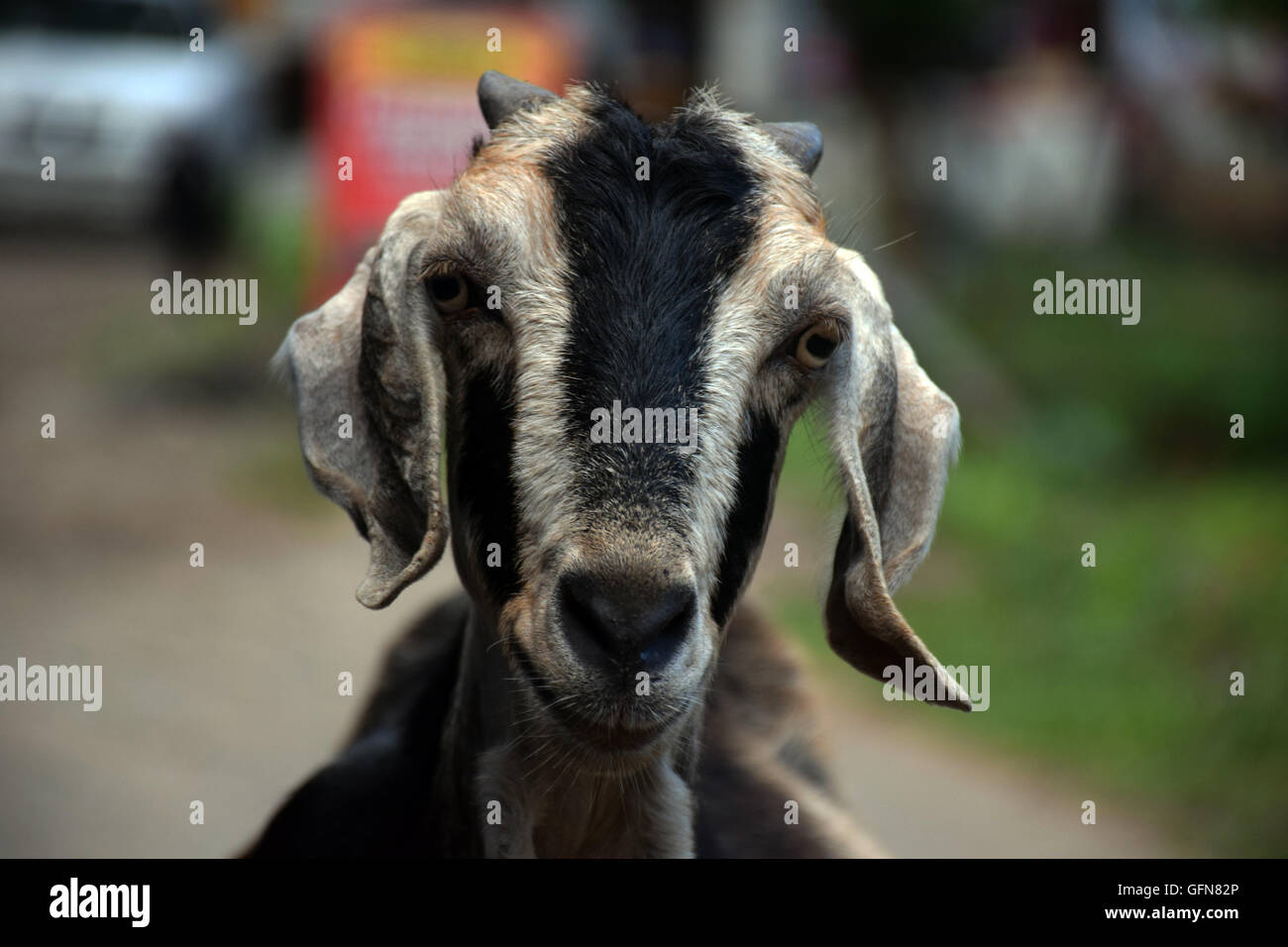 pix Black And White Goat Wallpaper https www alamy com stock photo goat black and white goat facing th camera beest shot of a goat nice 112949390 html