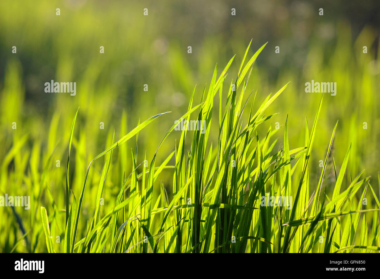 Close up forest grass hi-res stock photography and images - Alamy