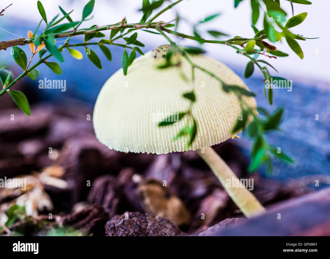 Wild mushroom growing under a bush on the forest floor. Shallow depth of field. Focus on front of mushroom. Stock Photo