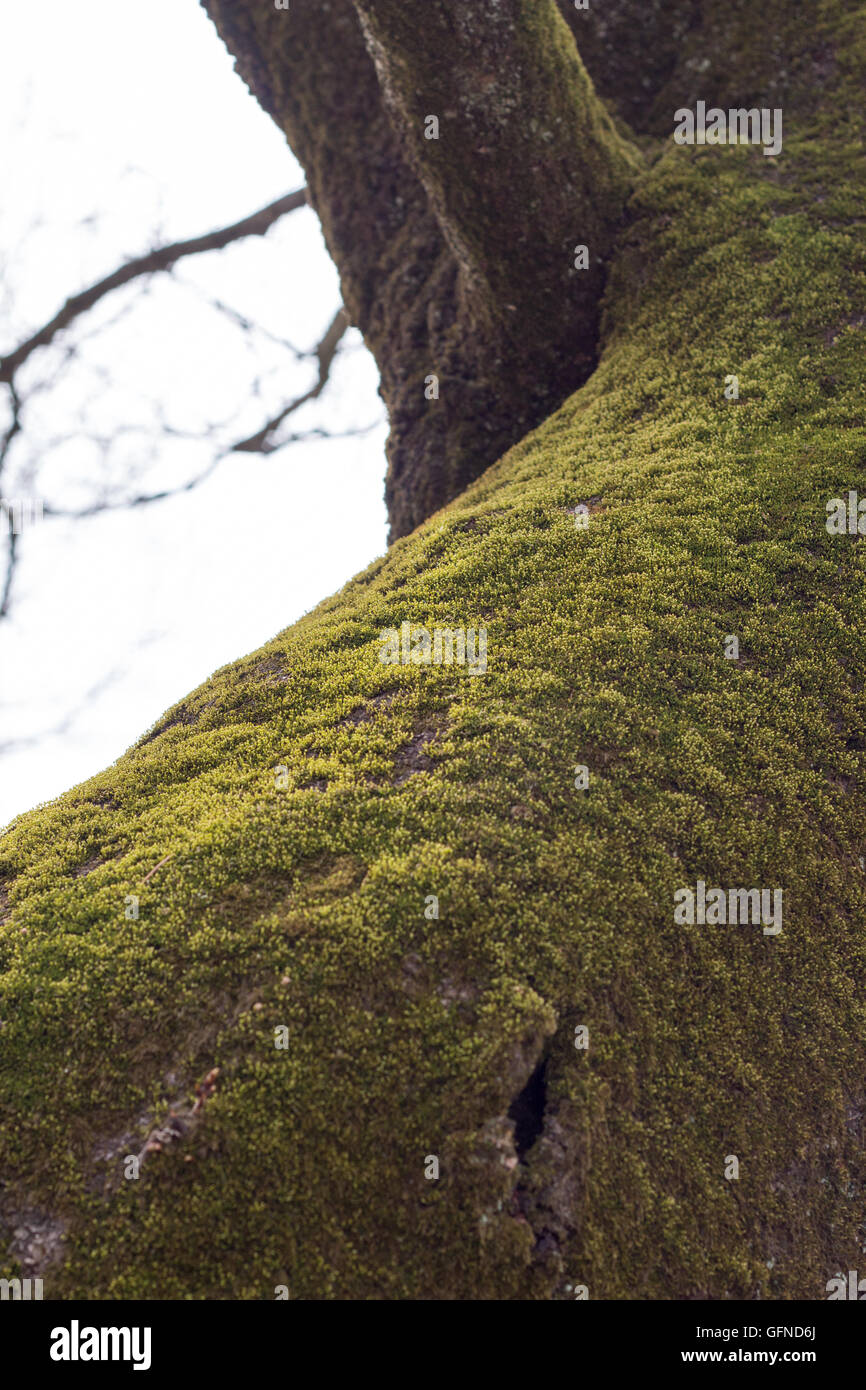 Moss surface hi-res stock photography and images - Alamy