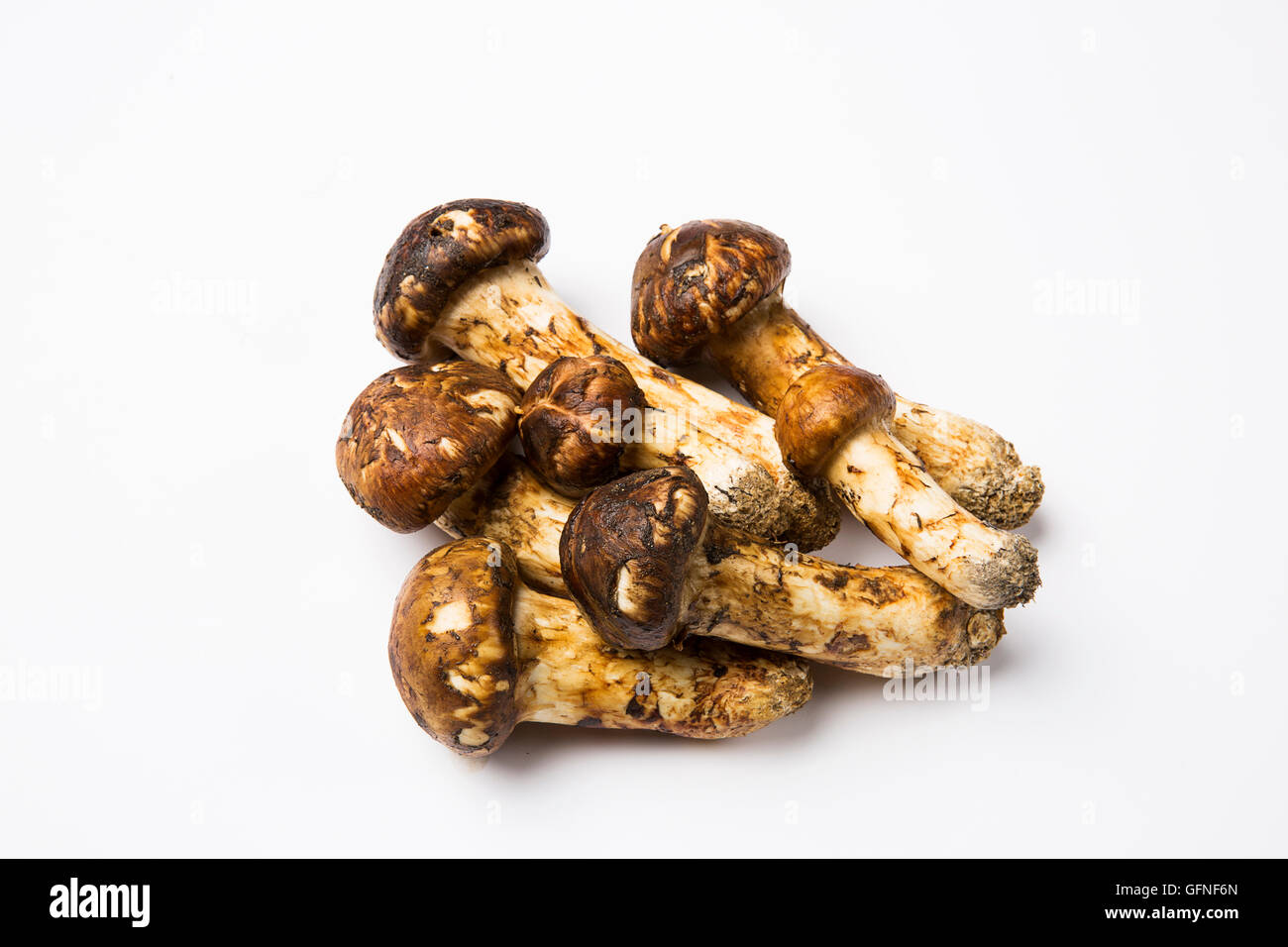 Matsutake mushroom hires stock photography and images Alamy