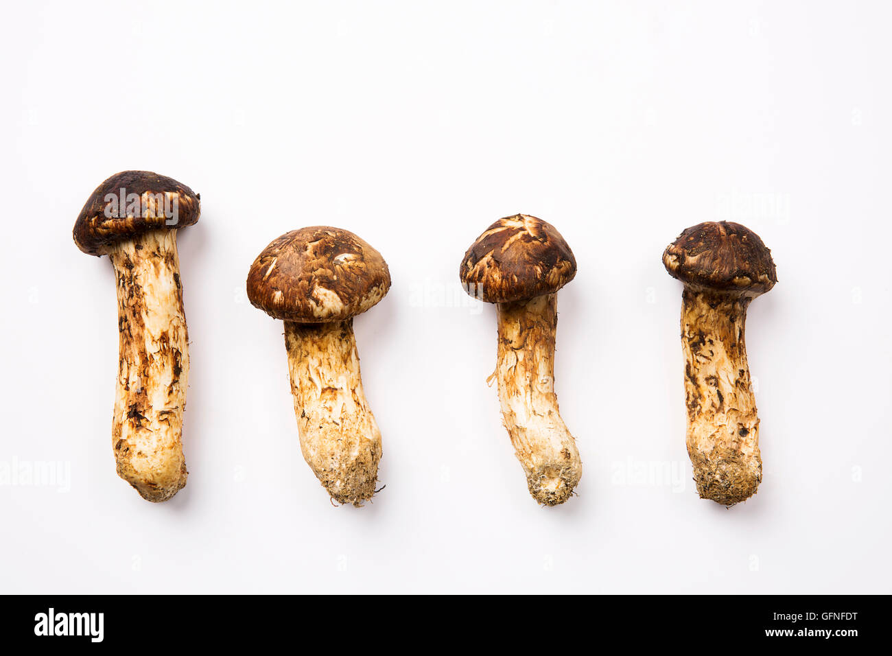 Matsutake Mushroom Isolated on White Stock Photo Alamy