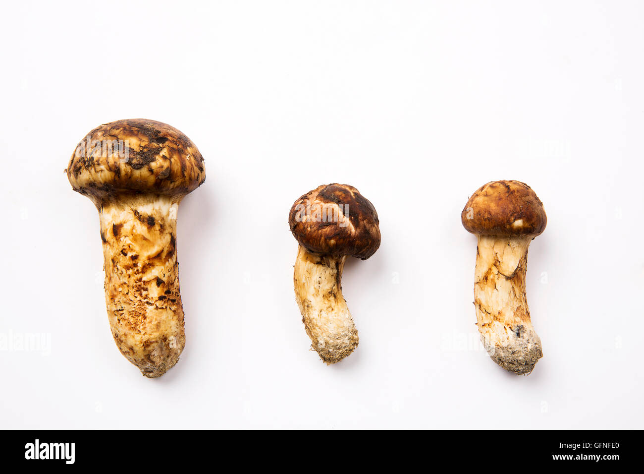 Cultivating Matsutake, Valuable Edible Fungi EurekAlert!