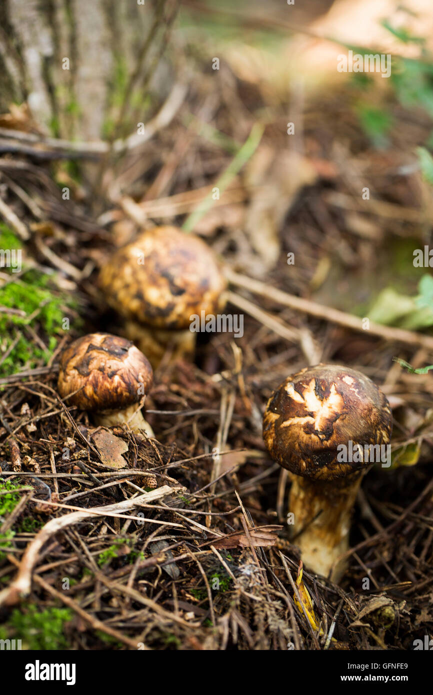 Wild Matsutake Mushroom in Forest Stock Photo Alamy