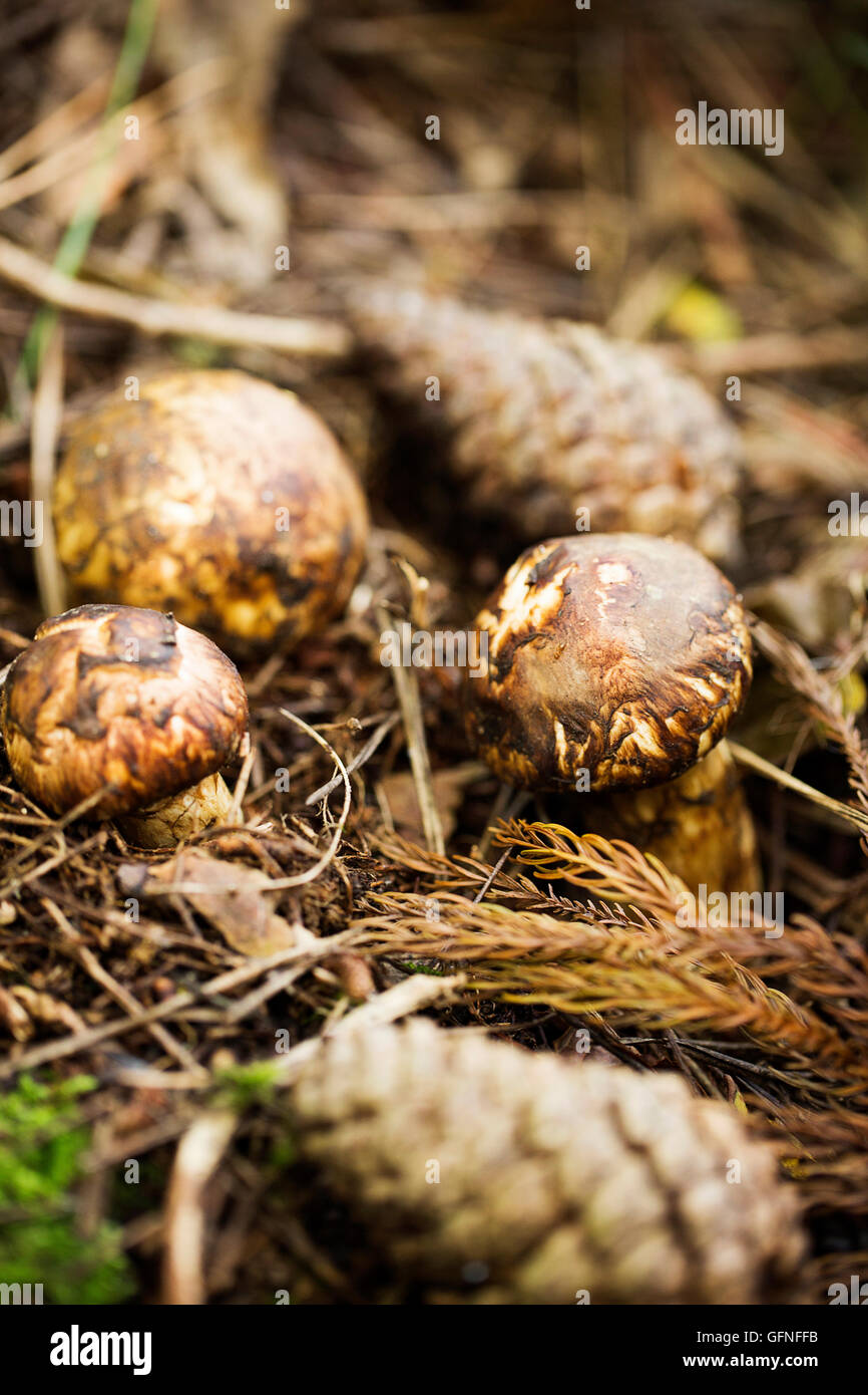 Wild Matsutake Mushroom in Forest Stock Photo Alamy