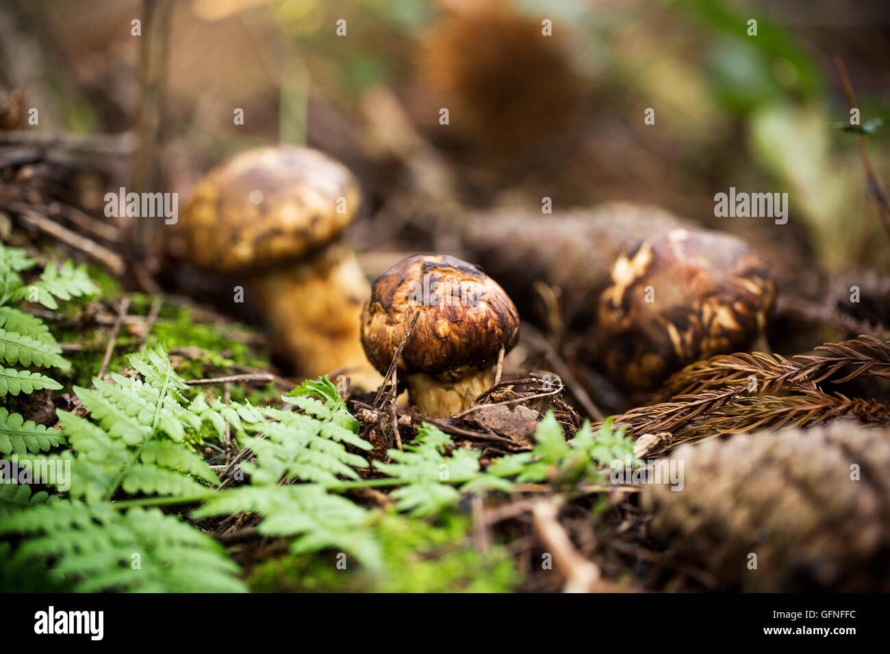 Matsutake Mushroom High Resolution Stock Photography and Images Alamy