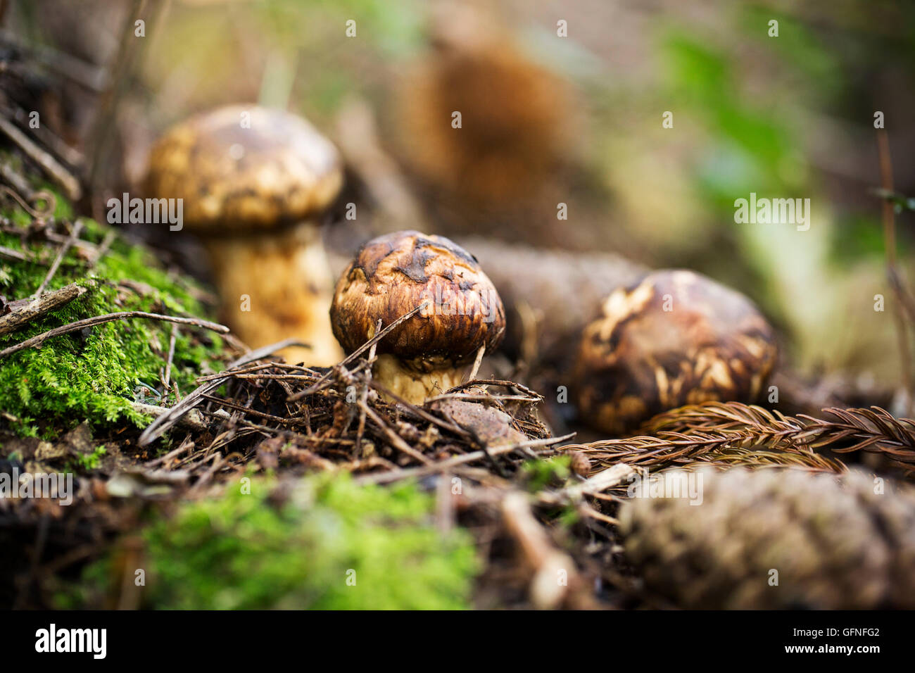 Matsutake Mushroom High Resolution Stock Photography and Images Alamy