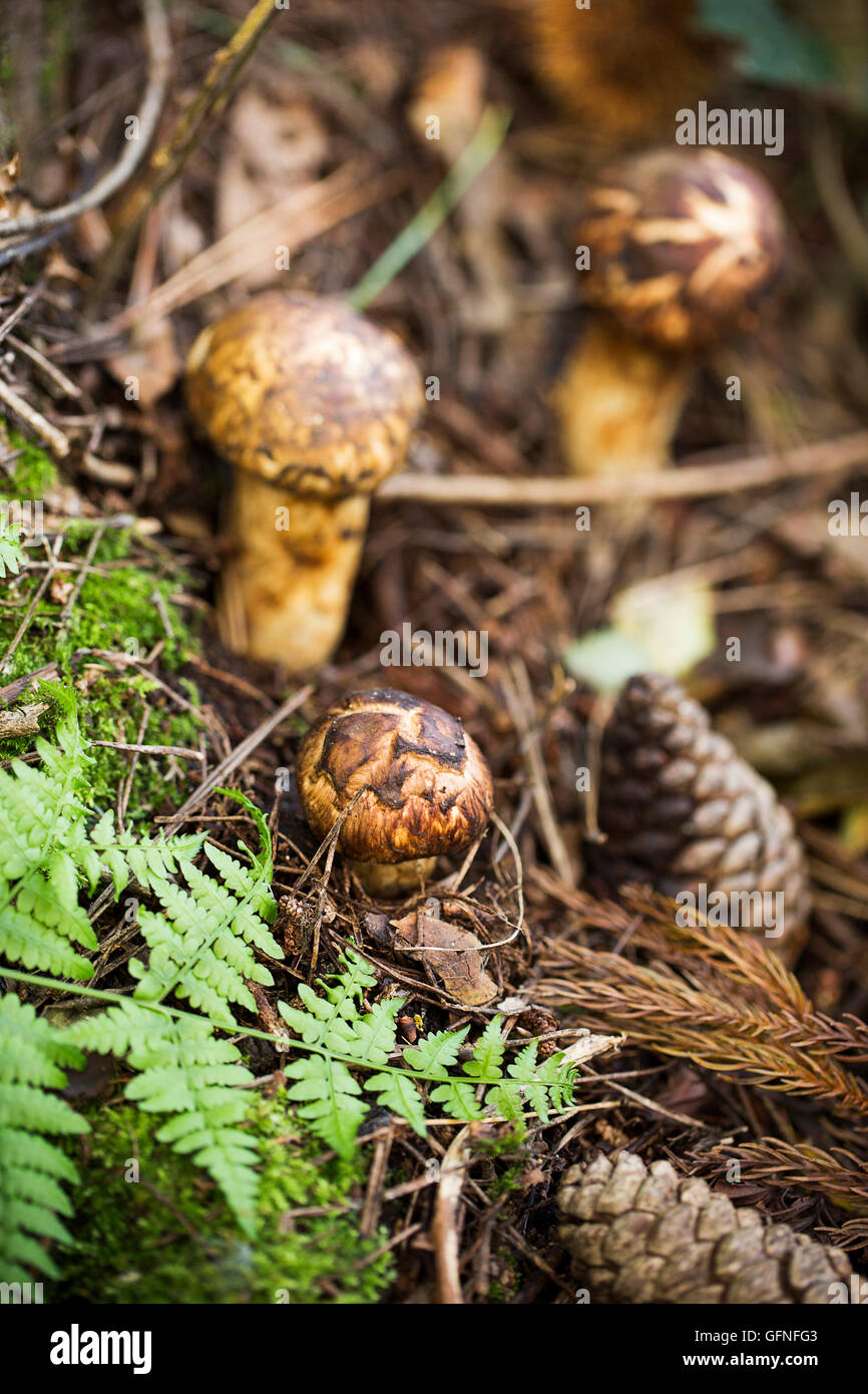 Wild Matsutake Mushroom in Forest Stock Photo Alamy