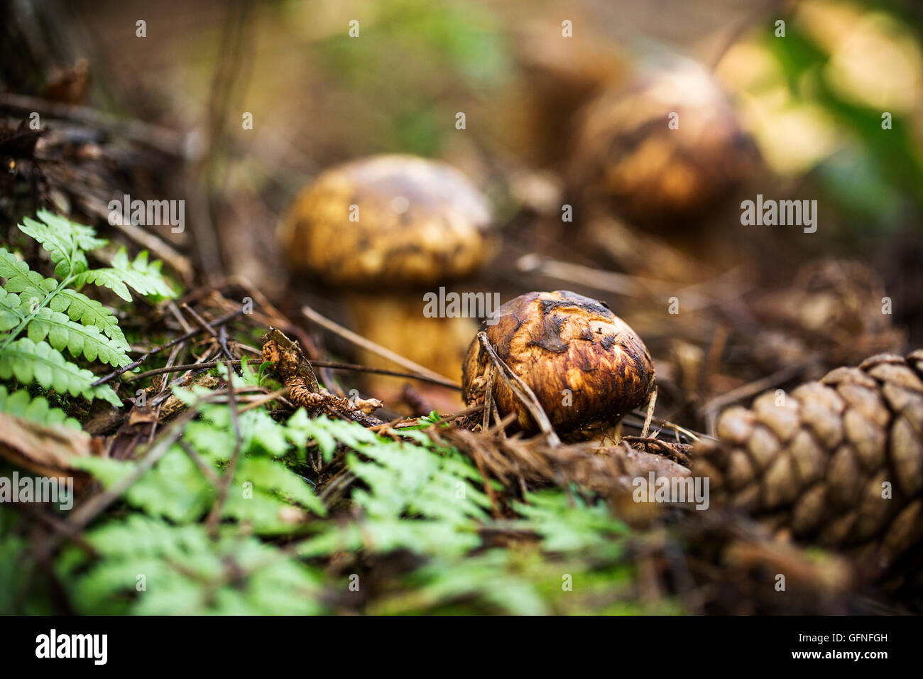 Wild Matsutake Mushroom in Forest Stock Photo Alamy