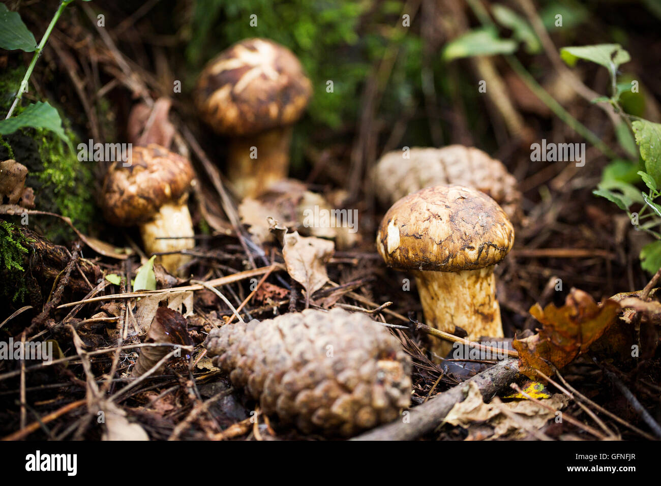 Matsutake Mushroom High Resolution Stock Photography and Images Alamy