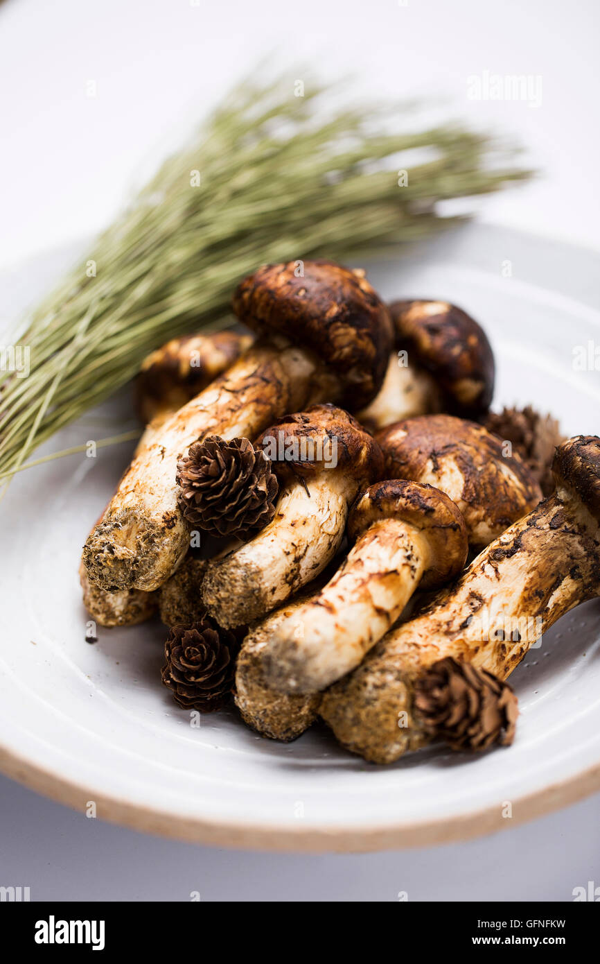 Matsutake Mushroom Isolated on White Stock Photo Alamy