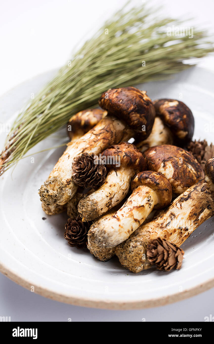Matsutake Mushroom Isolated on White Stock Photo Alamy