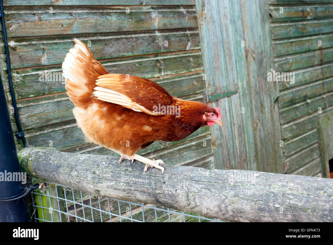 FARM CHICKEN JUMPING THE FENCE Stock Photo Alamy