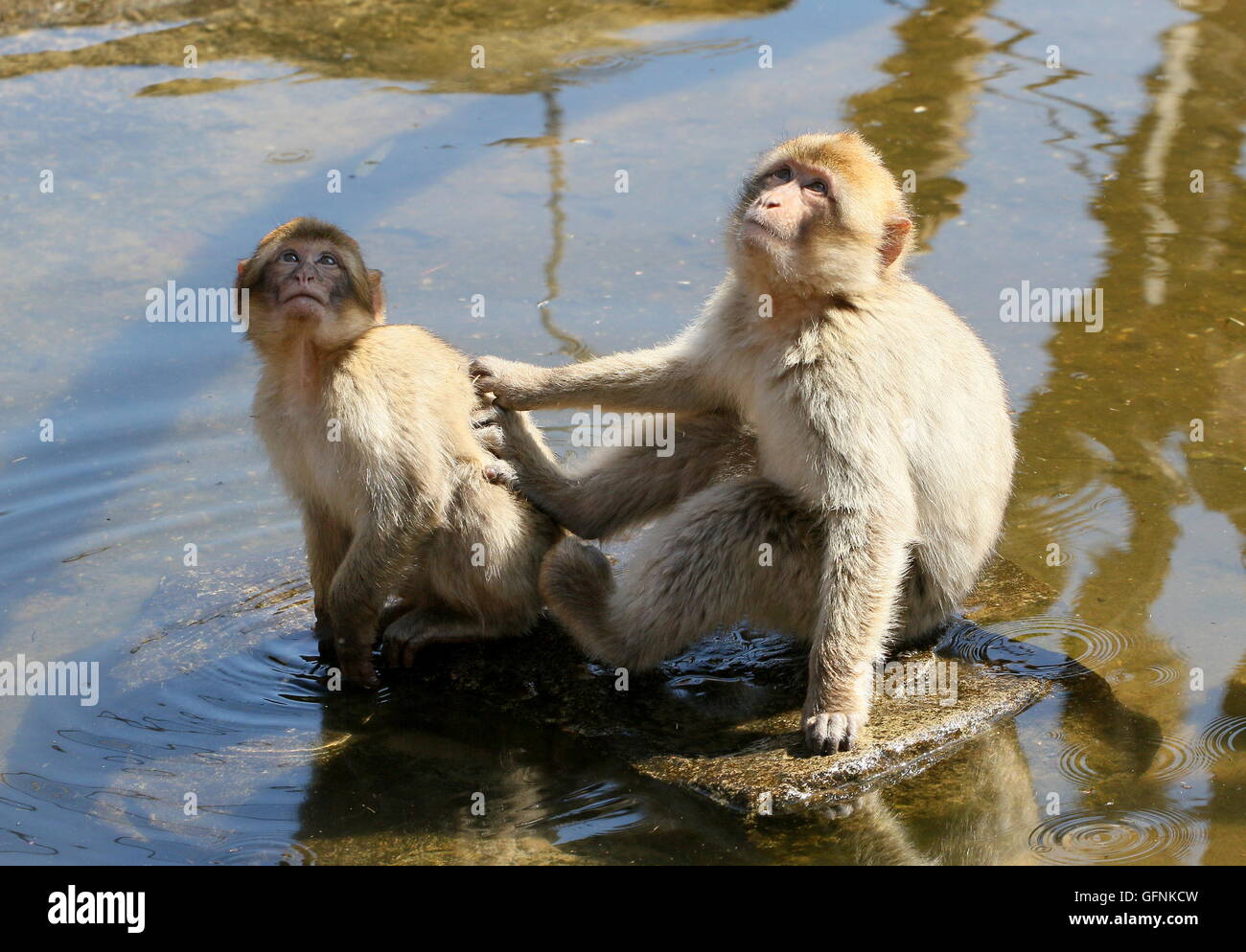 Fighting monkeys in water hi-res stock photography and images - Alamy
