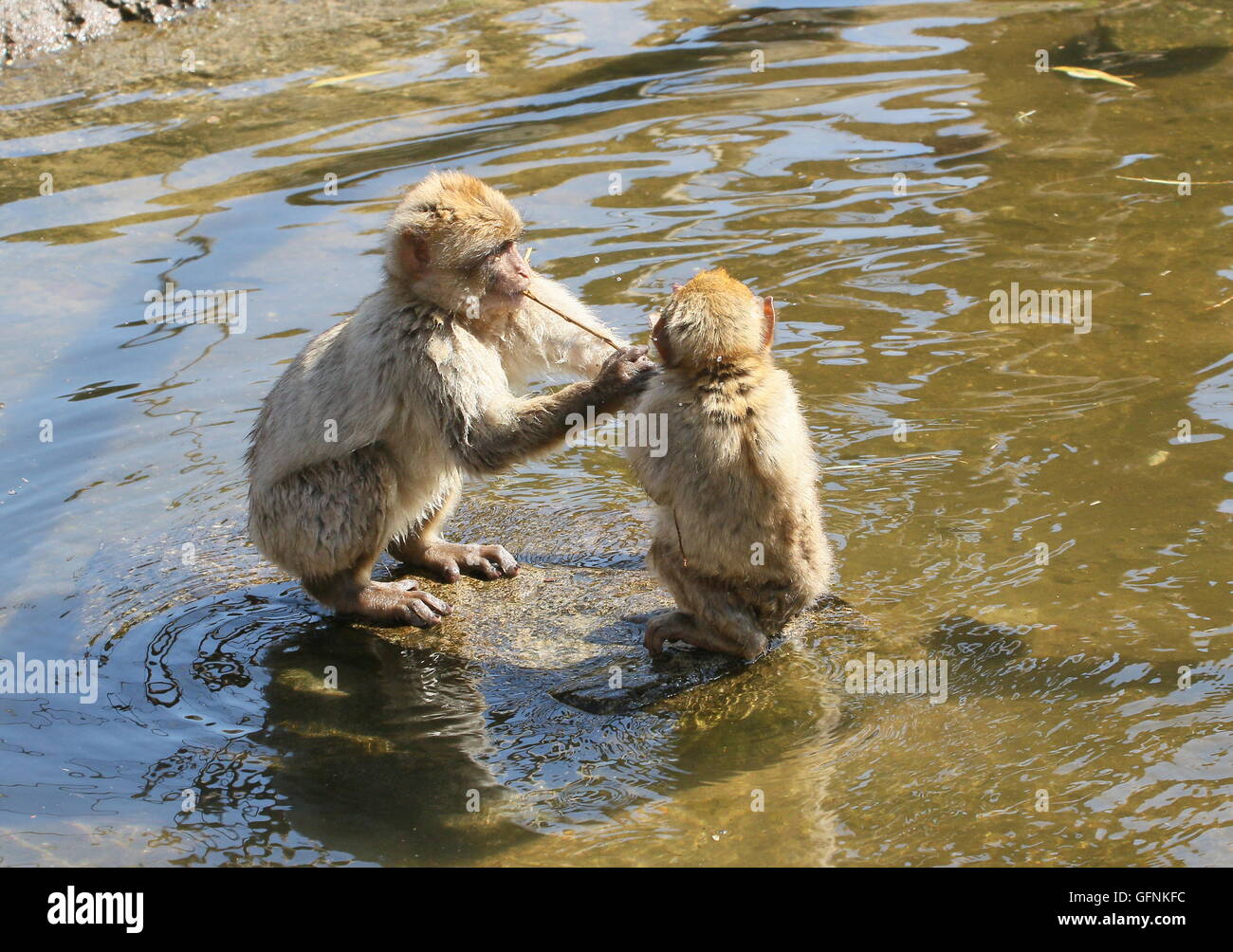Fighting monkeys in water hi-res stock photography and images - Alamy