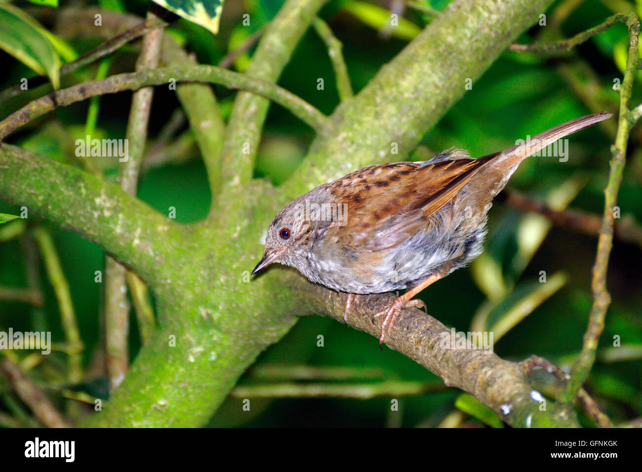 A WREN LOOKING FOR FOOD. Stock Photo