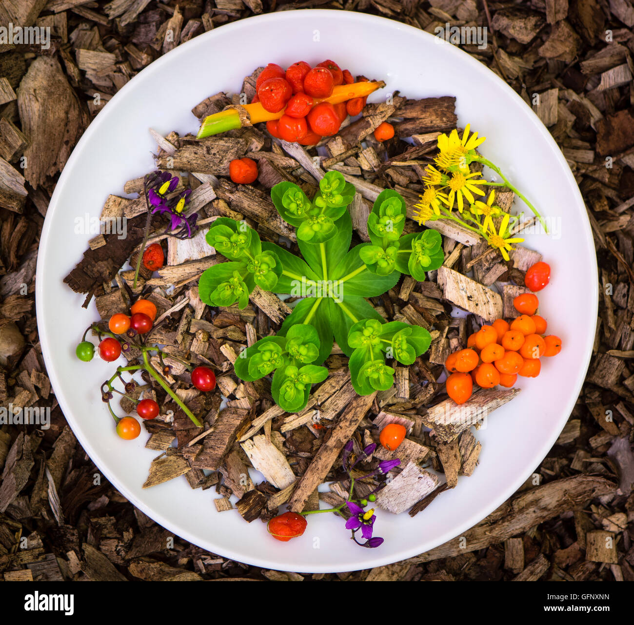 Poisonous British wild plants. Berries and flowers of deadly sun spurge, arum lily, ragwort and bittersweet nightshade, on plate Stock Photo