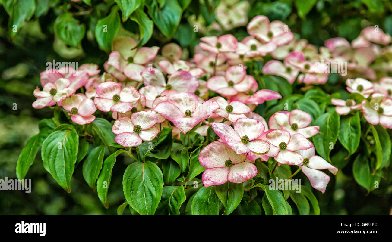 Kousa Dogwoods Blooming in Trees Stock Photo
