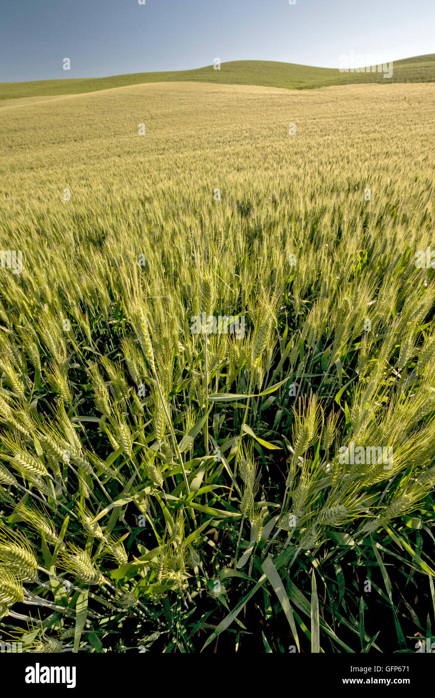 Field filled with wheat with some that are close Stock Photo