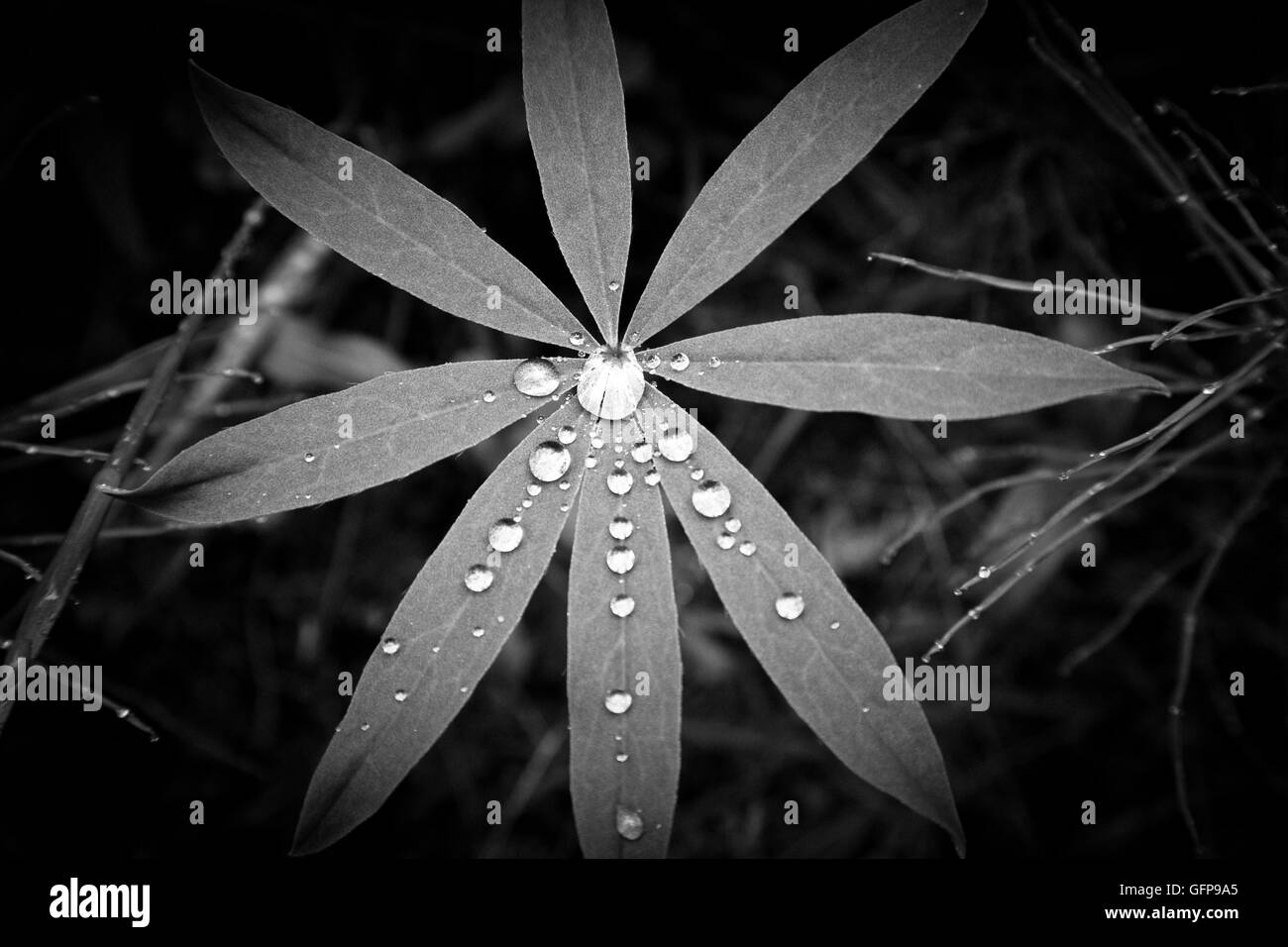 Raindrop Patterns on Leaves Stock Photo