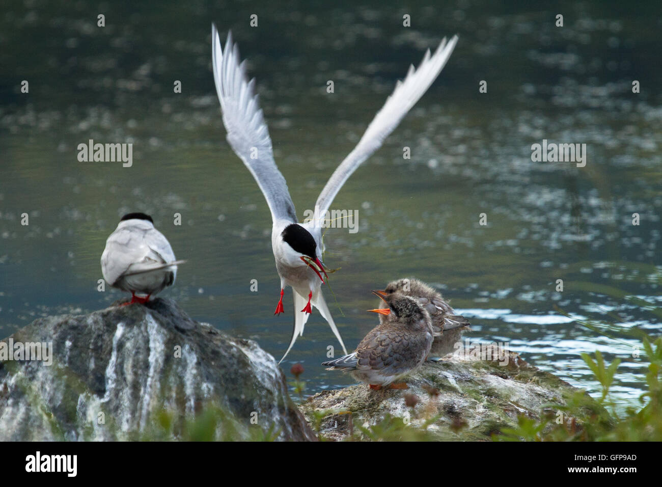 Flying bird feeding its young Stock Photo Alamy