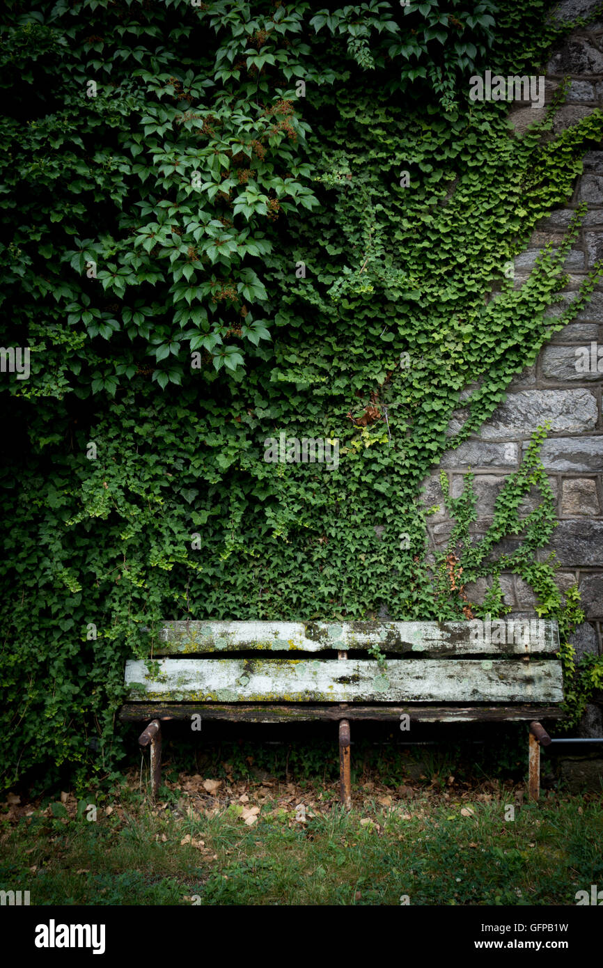 A weathered green bench in front of an ivy covered stone wall Stock ...