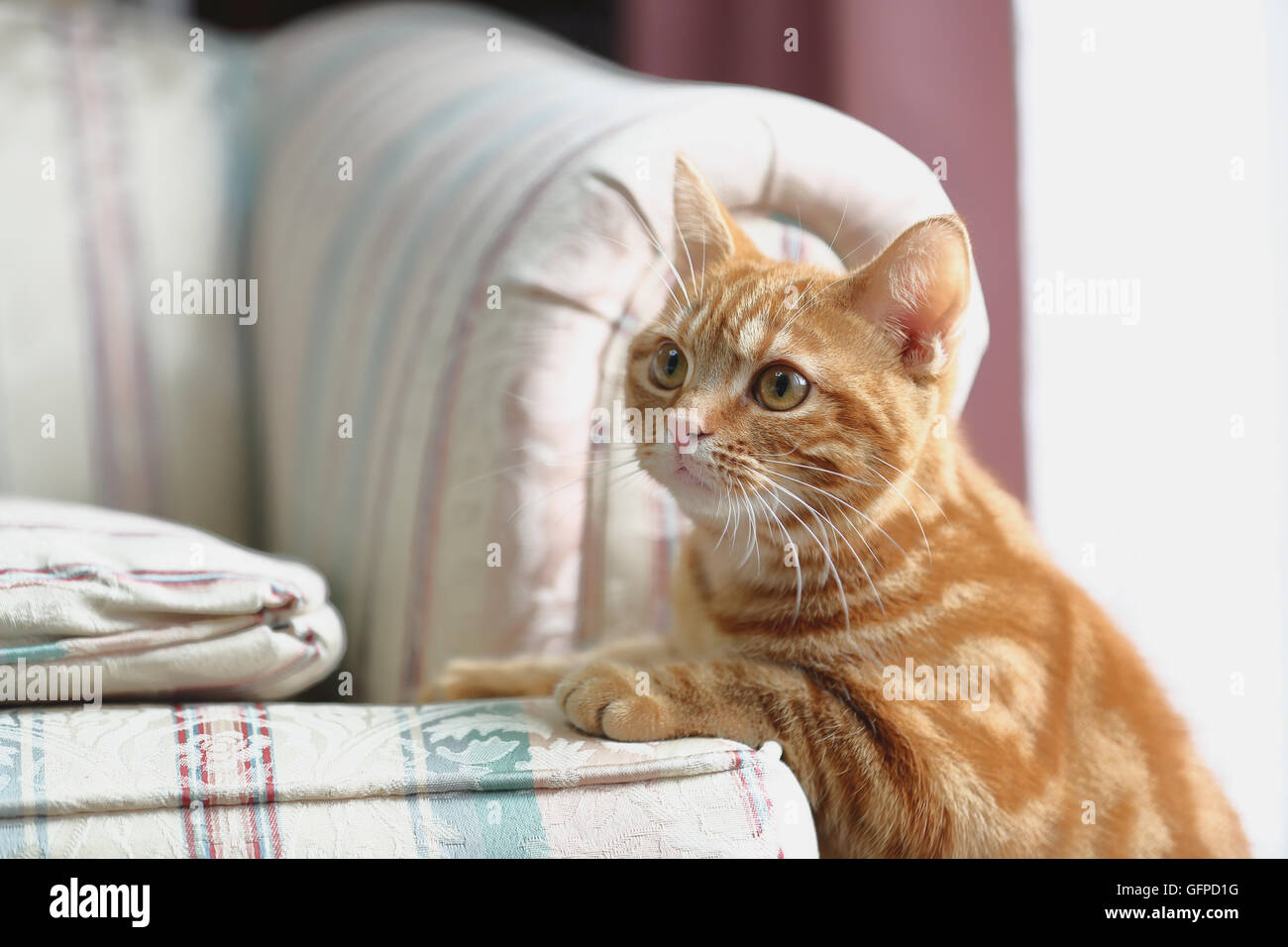 Cat in the house Stock Photo