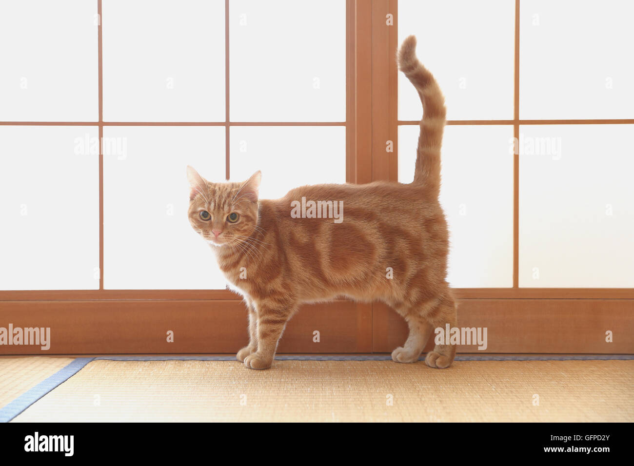 Cat in the house Stock Photo Alamy