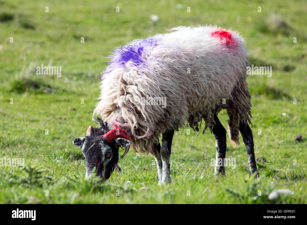 North Lakes sheep marking with brightly coloured paint, Cumbria