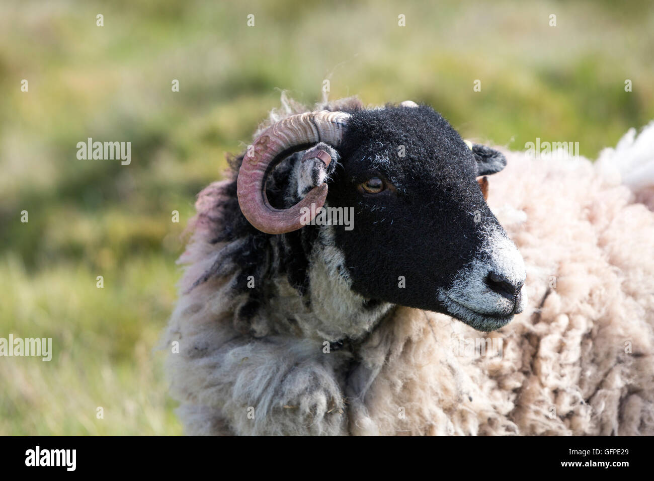 Marking sheep with paint hires stock photography and images Alamy