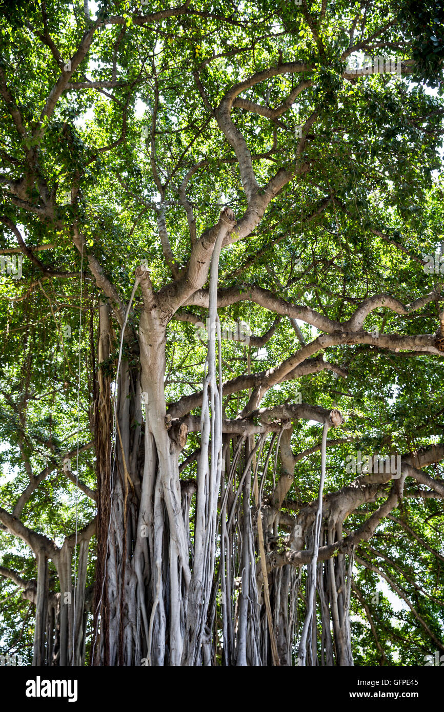 Trees, Hawaii, USA, Saturday, May 07, 2016. Stock Photo