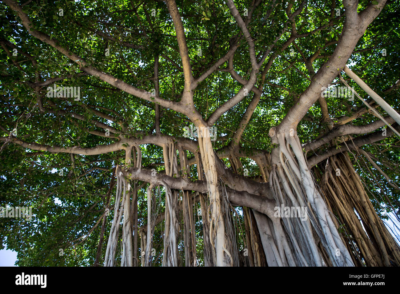 Banyan trees of oahu hires stock photography and images Alamy