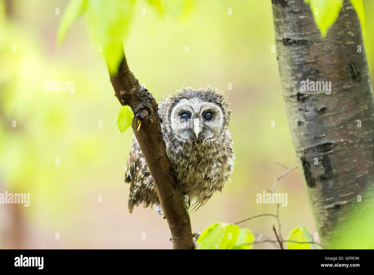 Soaked fledgling Barred Owl drying off its feathers while resting on branch Stock Photo