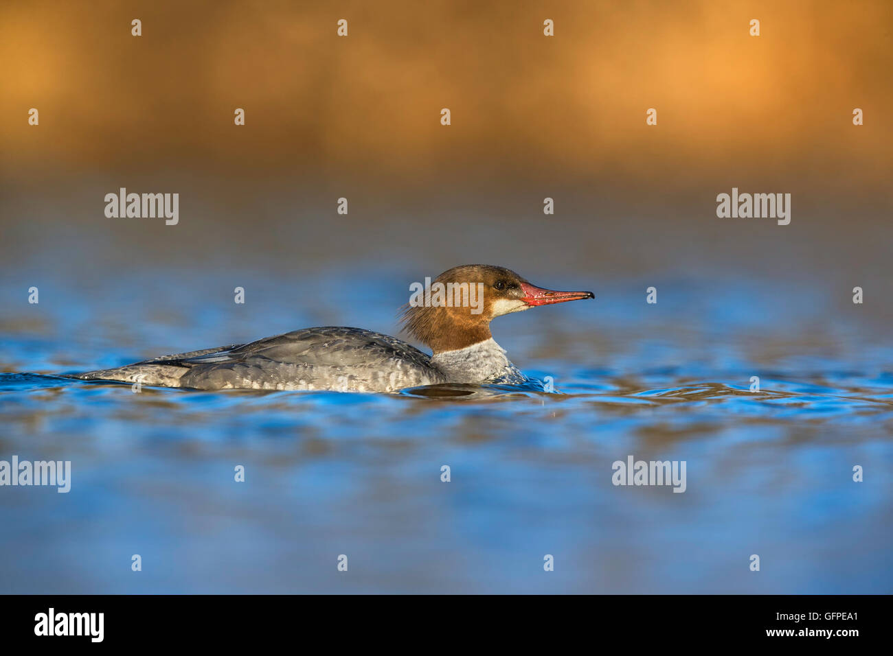 Adult female Common Merganser swimming in the Passaic River, New Jersey Stock Photo Alamy