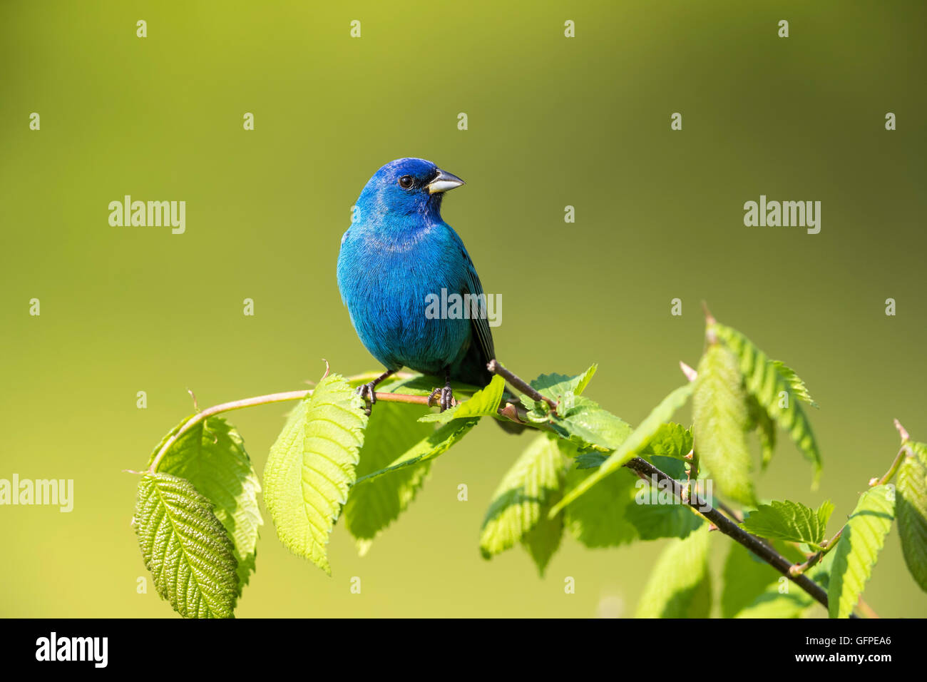 Adult male Indigo Bunting displaying its beautiful blue plumage on a clean green background Stock Photo