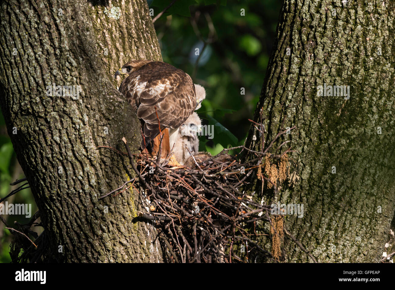 Redtailed Hawk nest Stock Photo Alamy