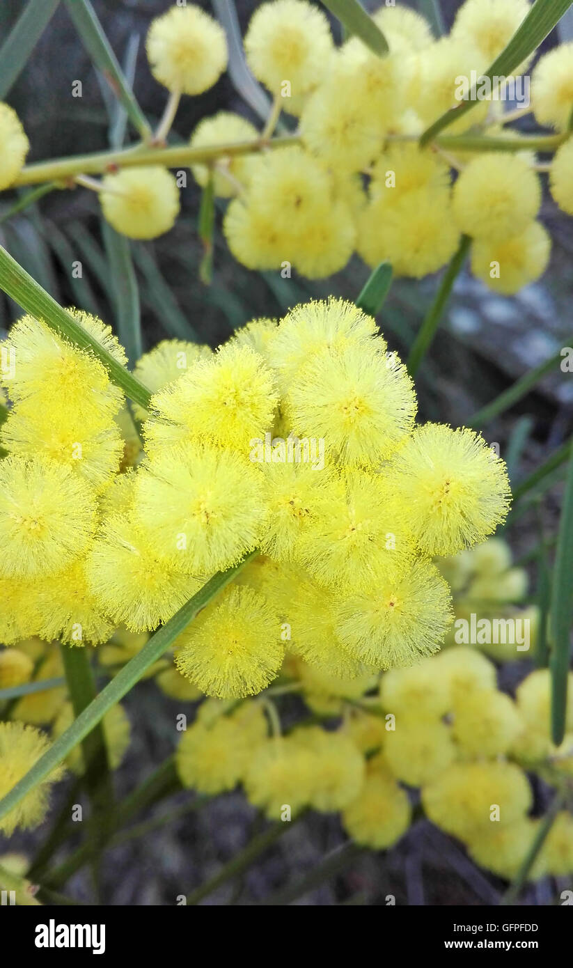 Wattle Flower Stock Photos & Wattle Flower Stock Images Alamy