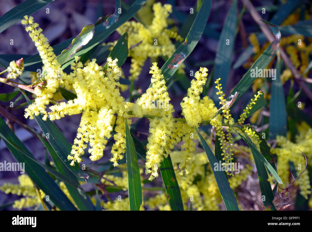 Yellow flowers of the Sydney Golden Wattle (Acacia longifolia) in the Royal National Park, New South Wales, Australia Stock Photo