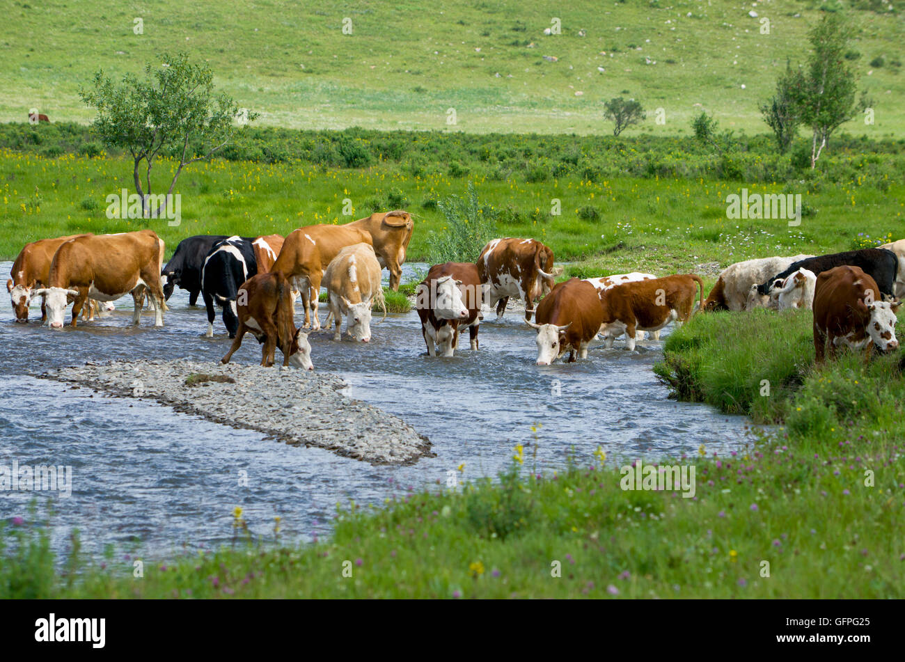 pets of a cow on a watering place at the river,a landscape, a pasture, a watering place, cattle, cows, horned, landscape, nature Stock Photo