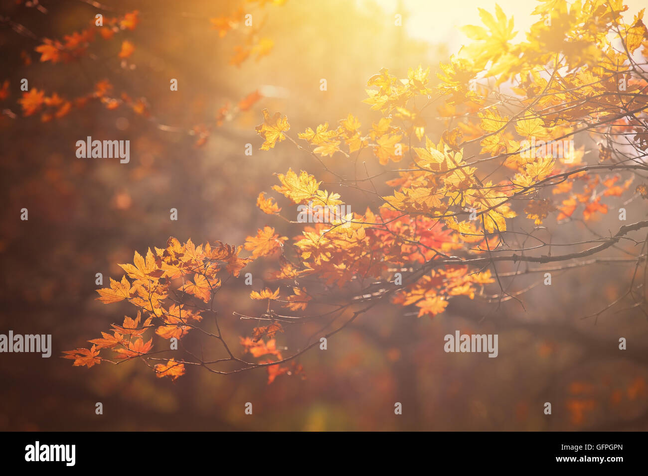 Autumn maple tree in sunlight Stock Photo